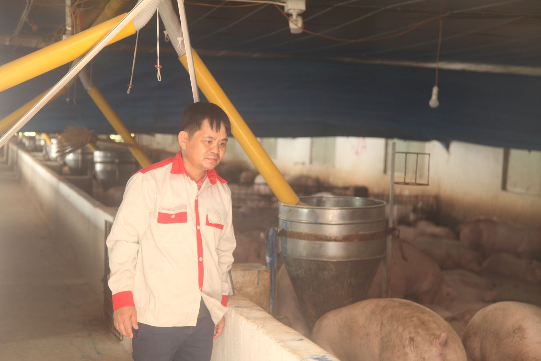 Yên Dũng:  Người “Nông dân Việt Nam xuất sắc” với mô hình nuôi lợn ứng dụng công nghệ cao